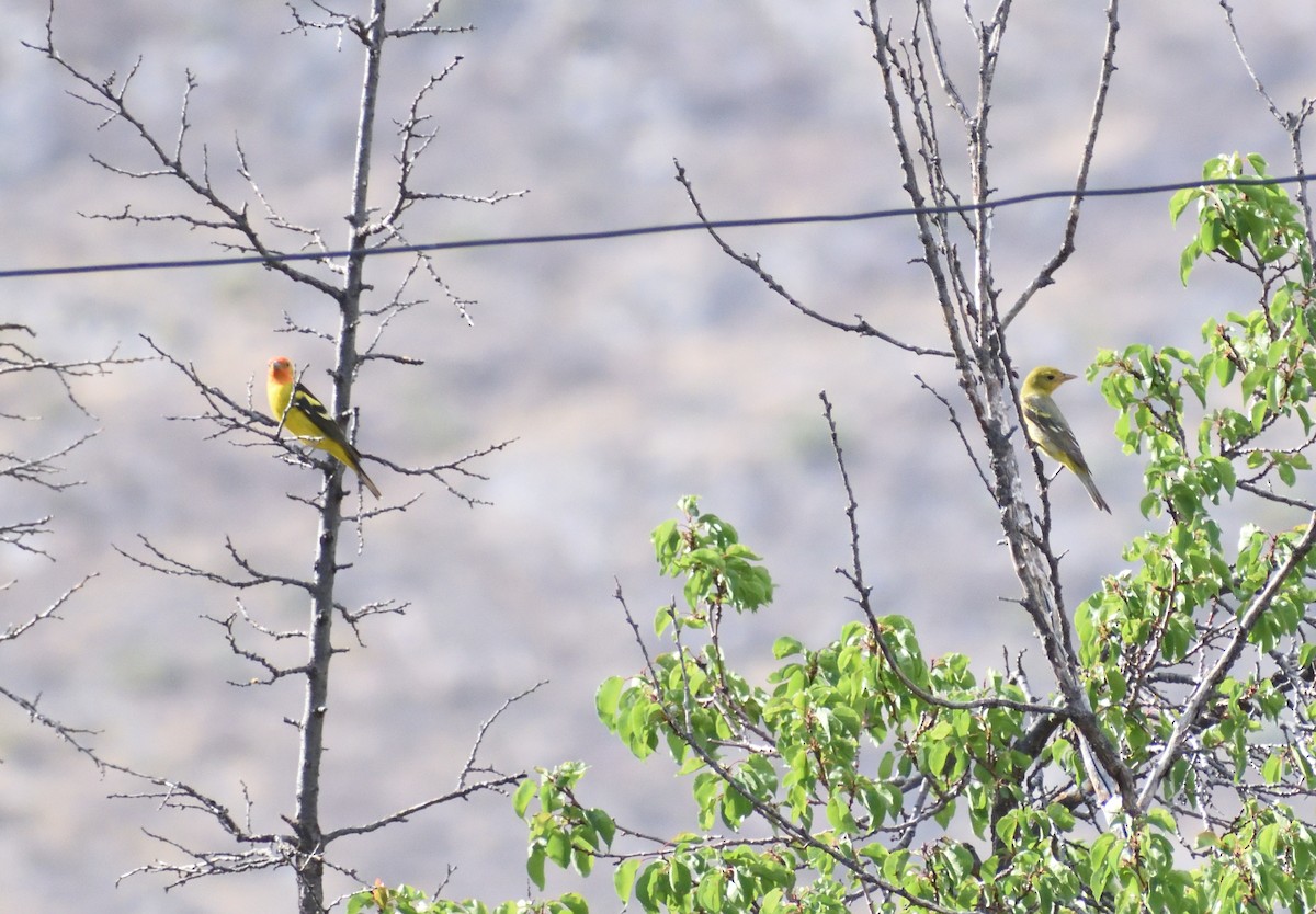 Western Tanager - ML639031818