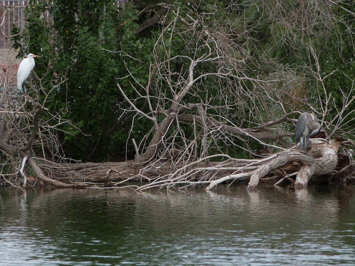 Great Blue Heron - ML639031820