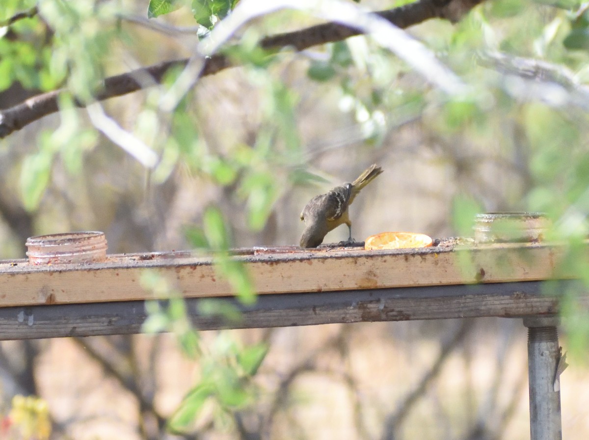Scott's Oriole - ML639031822