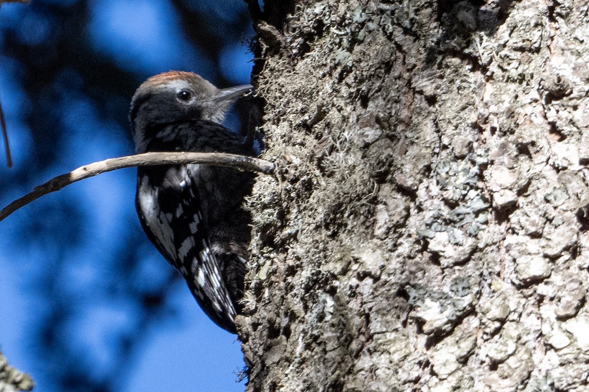 Middle Spotted Woodpecker - ML639031826