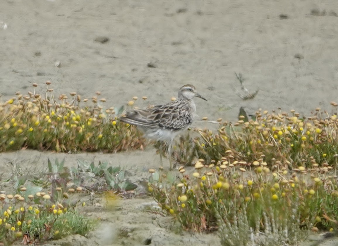 Sharp-tailed Sandpiper - ML639031830