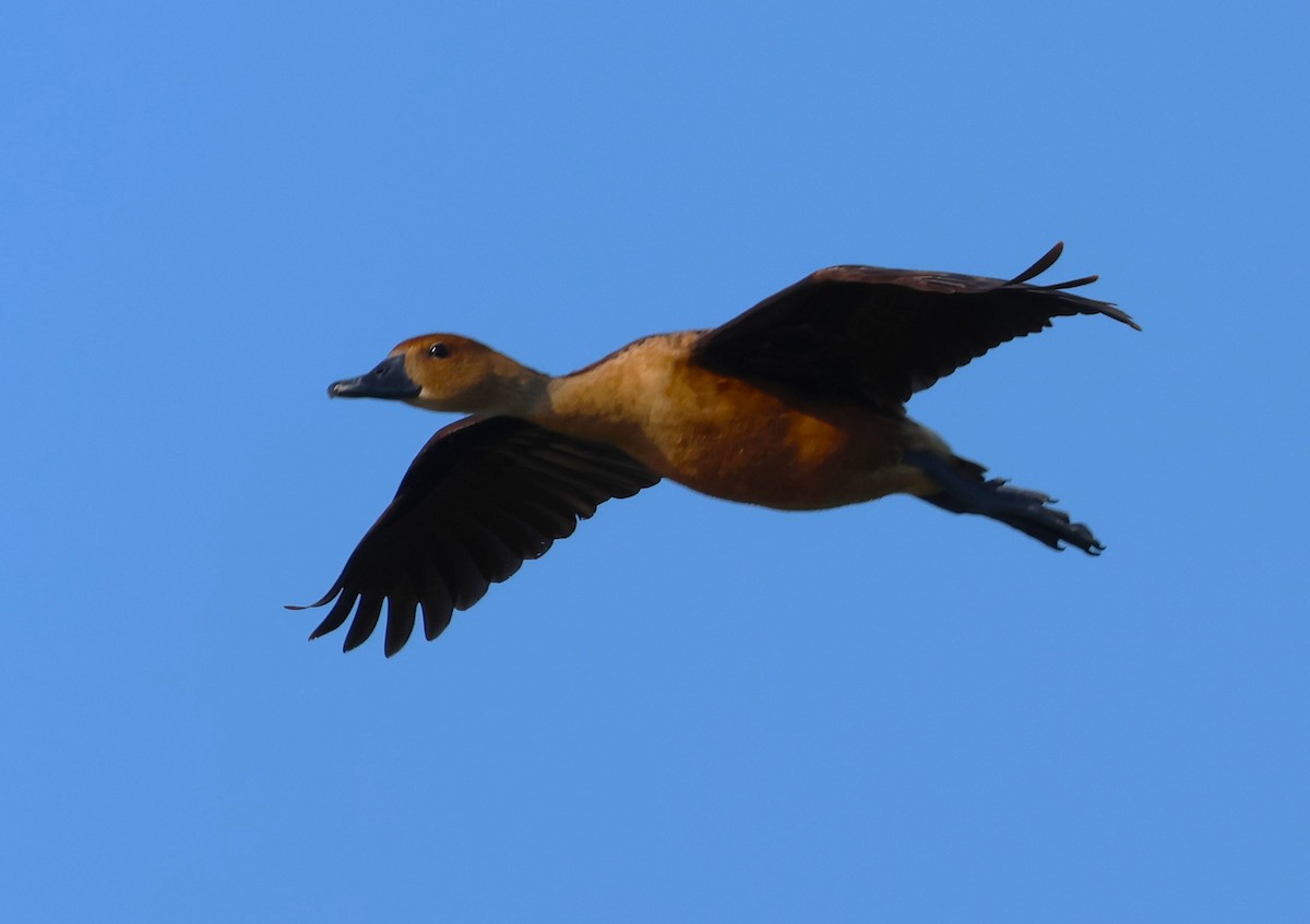 Fulvous Whistling-Duck - ML639031832