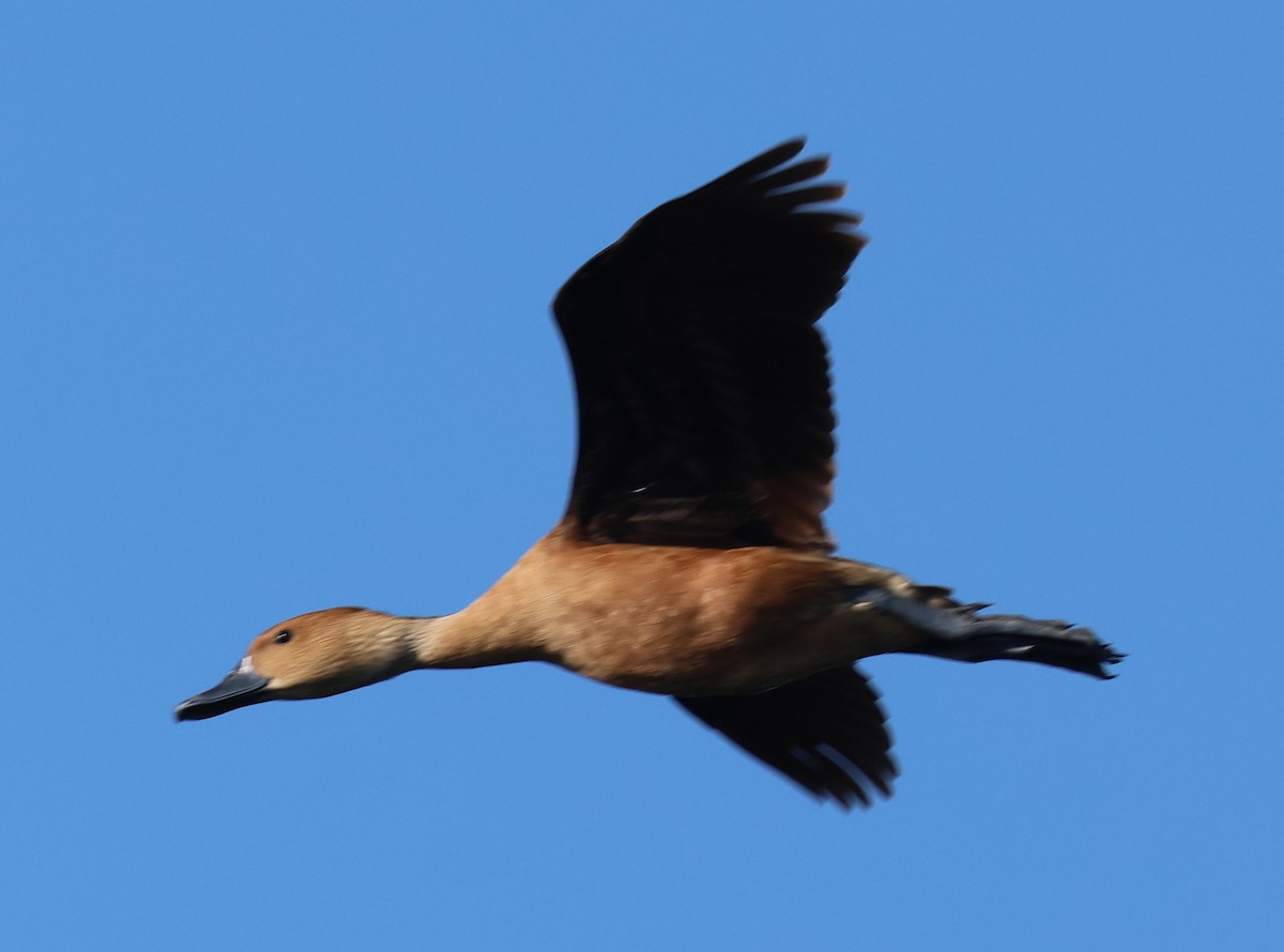 Fulvous Whistling-Duck - ML639031833