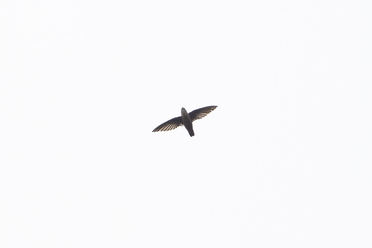 Vaux's Swift - ML639031850