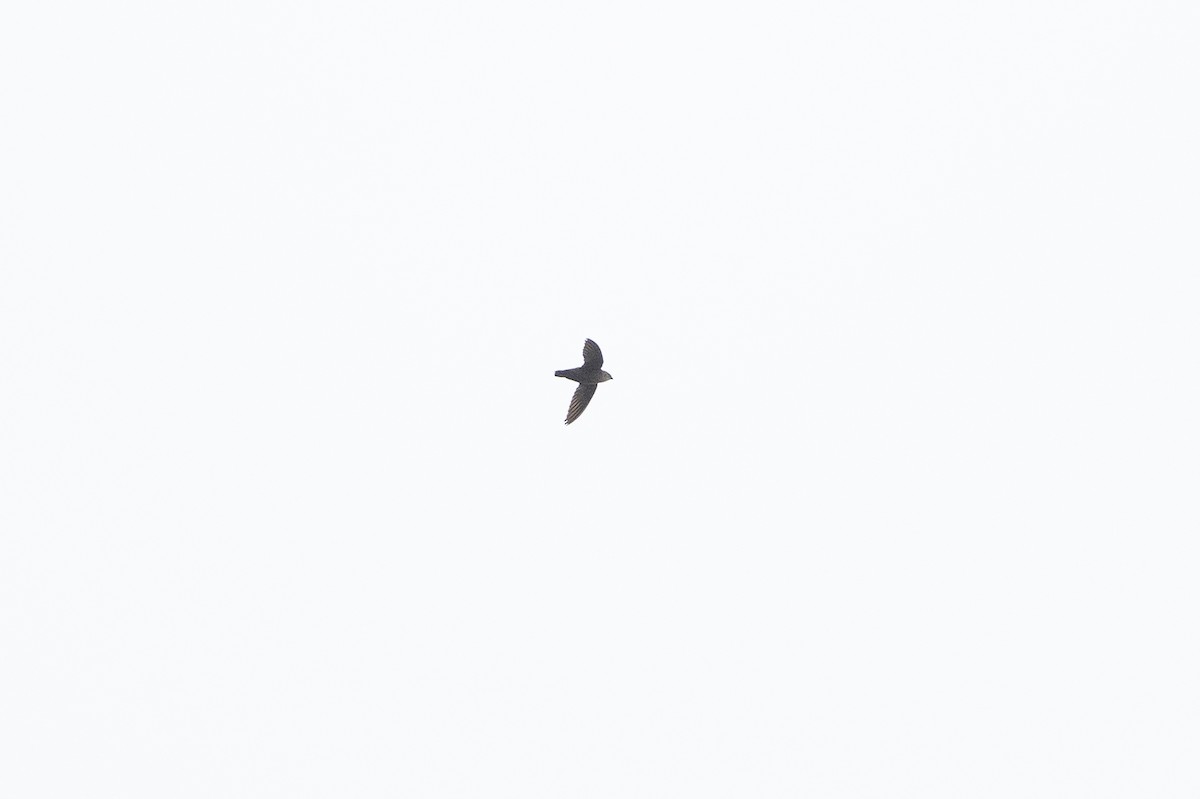 Vaux's Swift - ML639031851