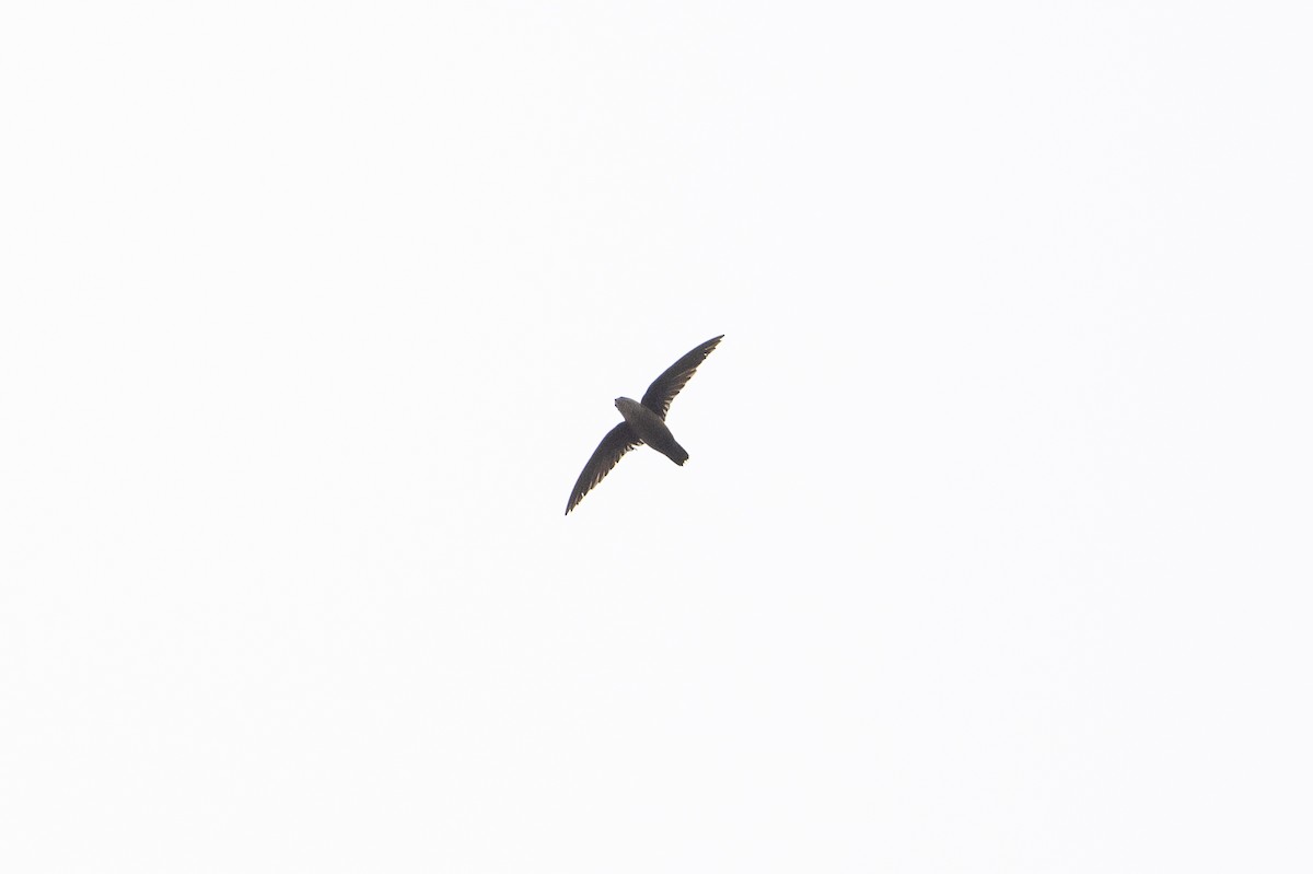 Vaux's Swift - ML639031852