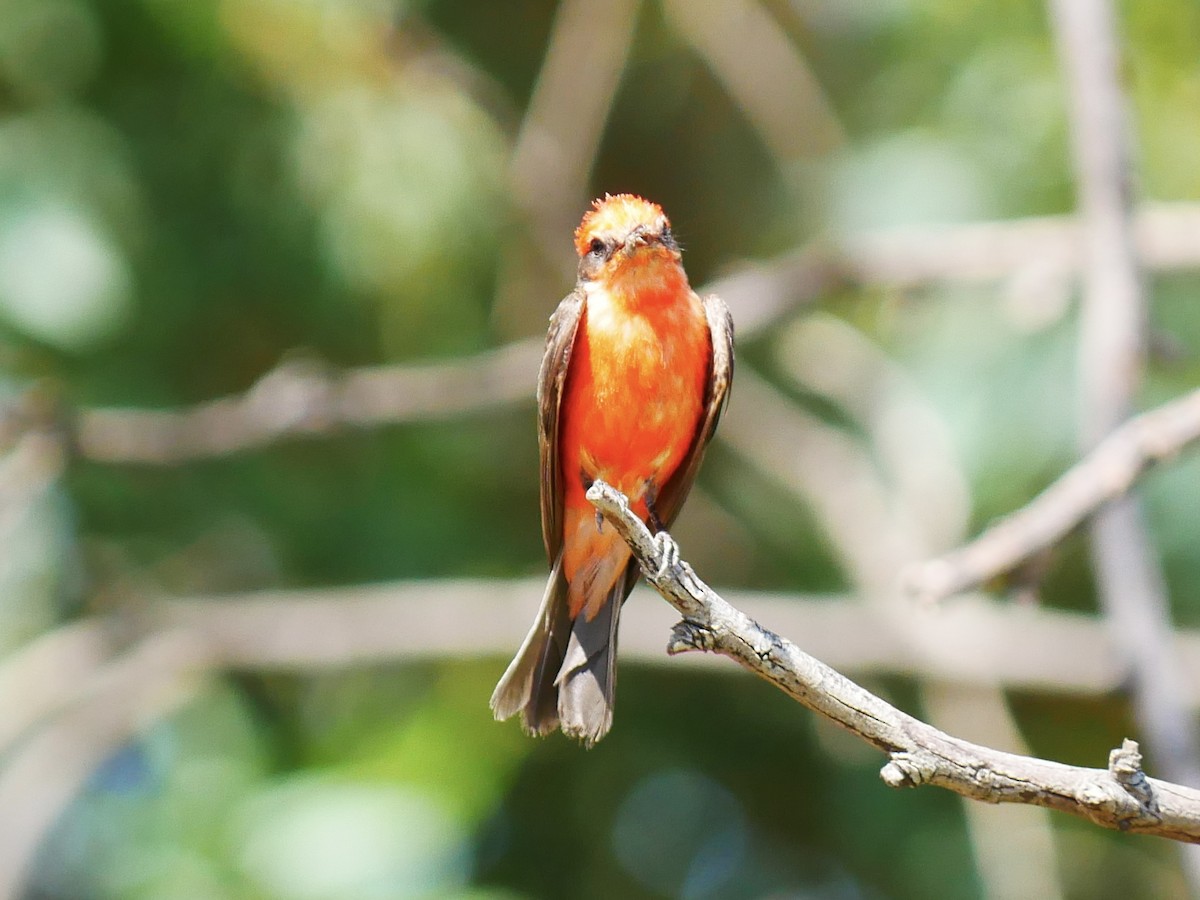 Vermilion Flycatcher - ML639031853