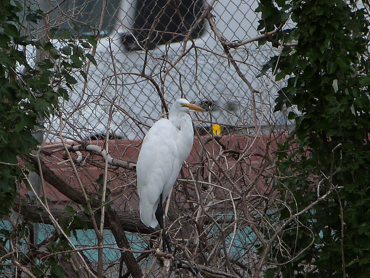 Great Egret - ML639031859
