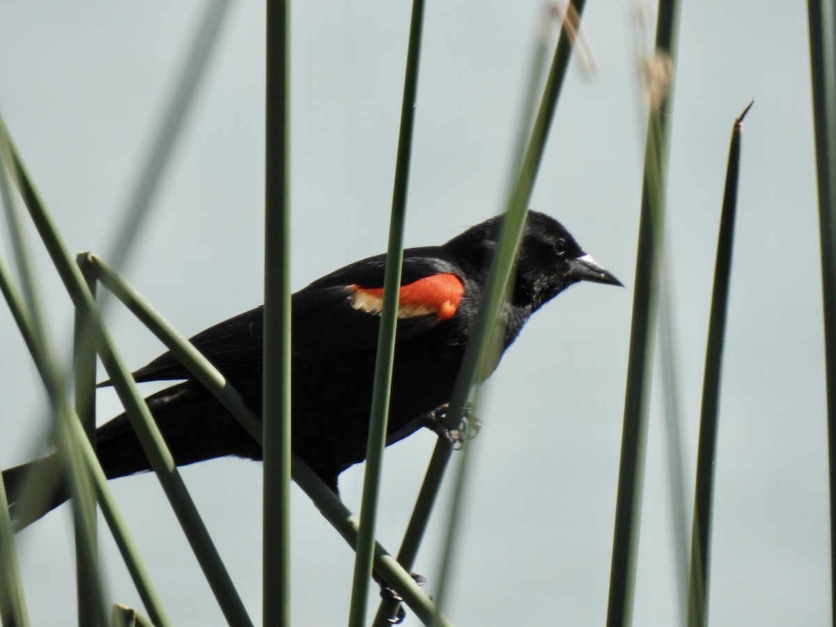 Red-winged Blackbird - ML639031862