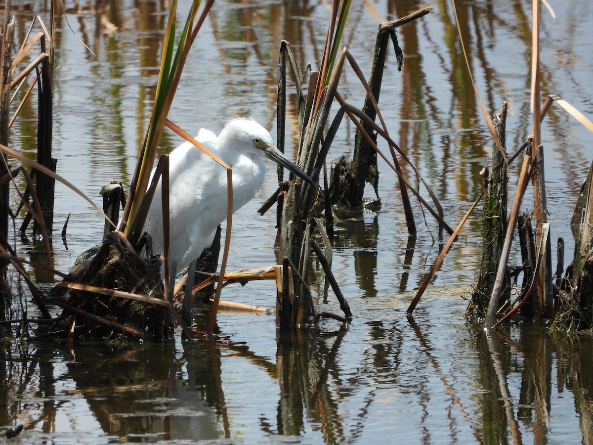Little Blue Heron - ML639031895