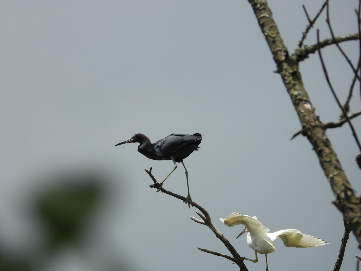 Little Blue Heron - ML639031897