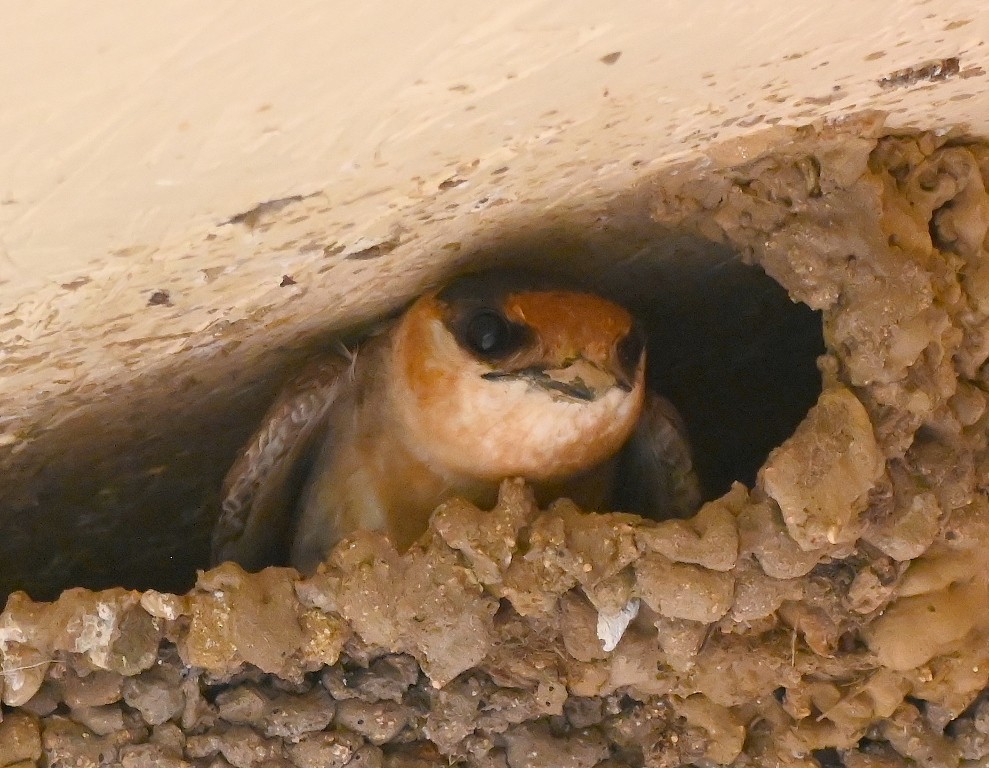 Cave Swallow - ML639031904