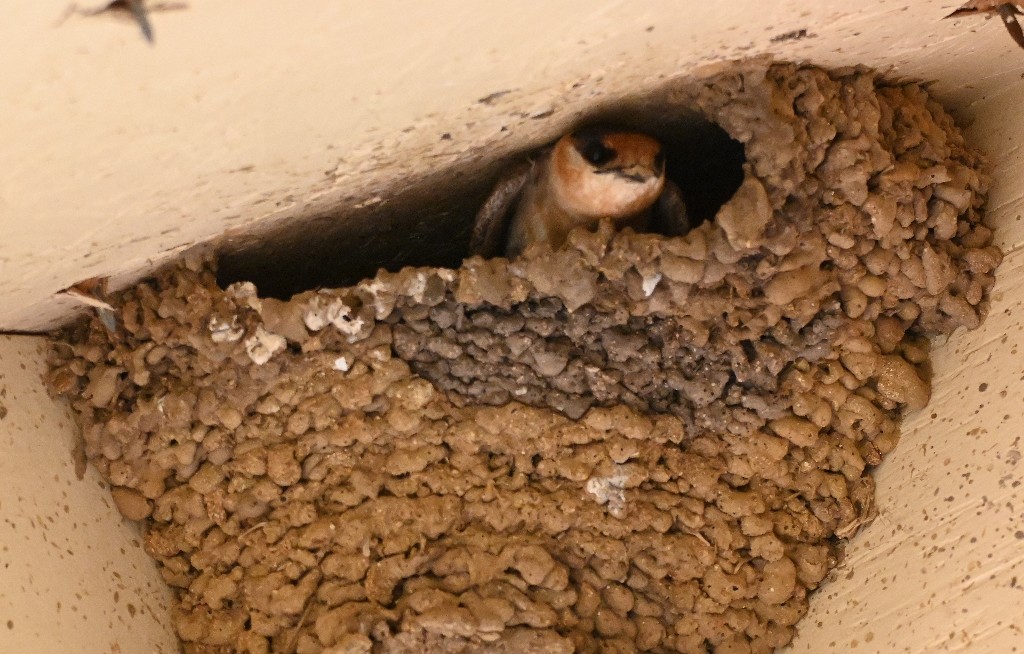 Cave Swallow - ML639031905