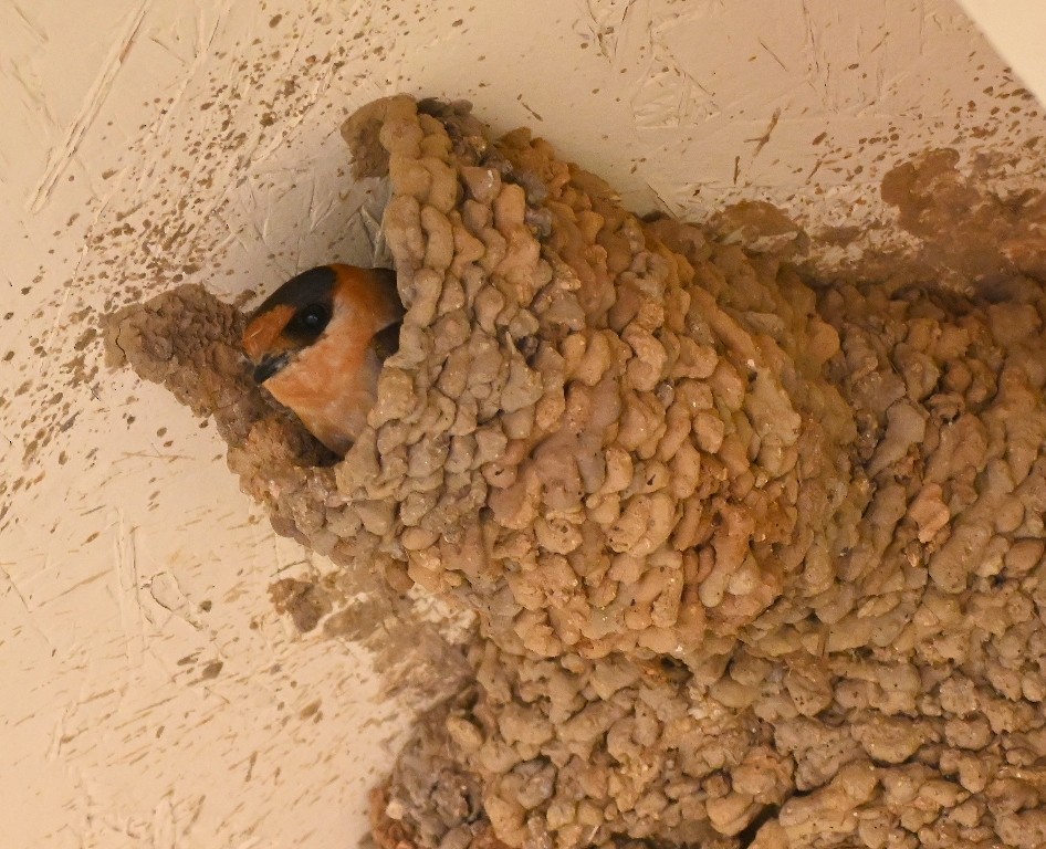 Cave Swallow - ML639031907