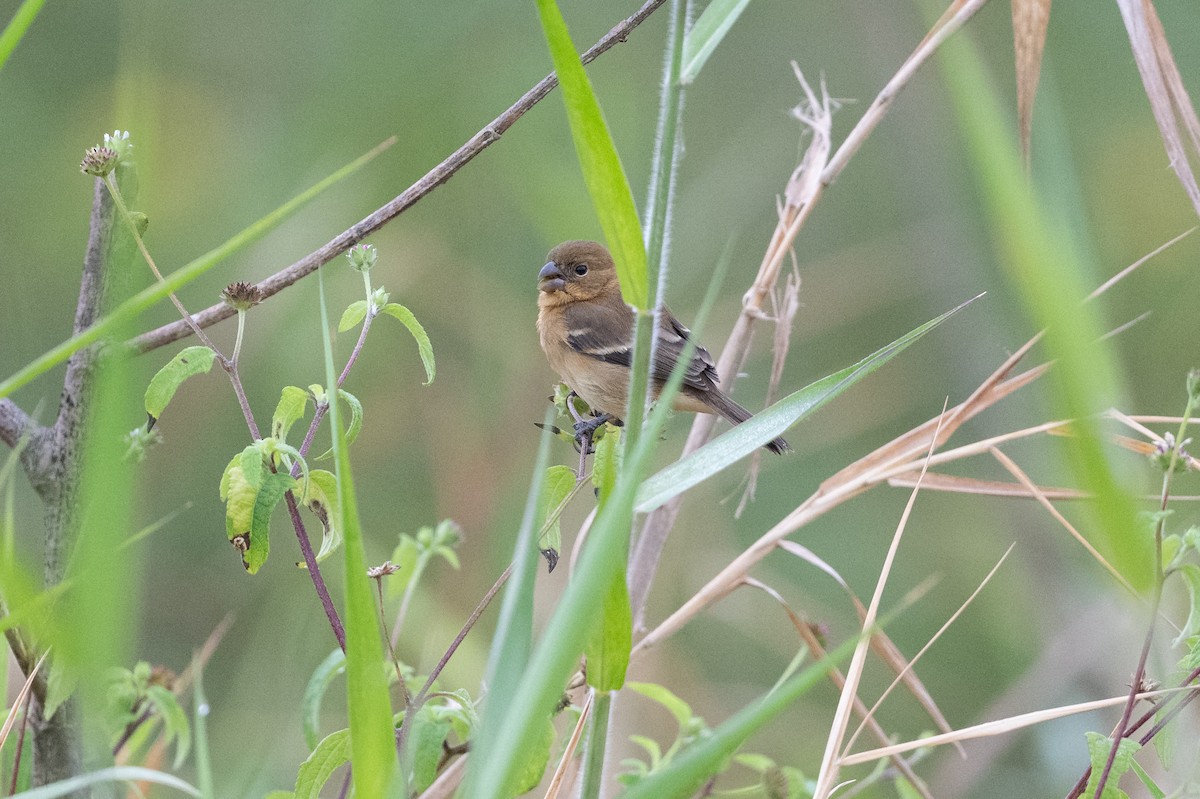 Morelet's Seedeater - ML639031914