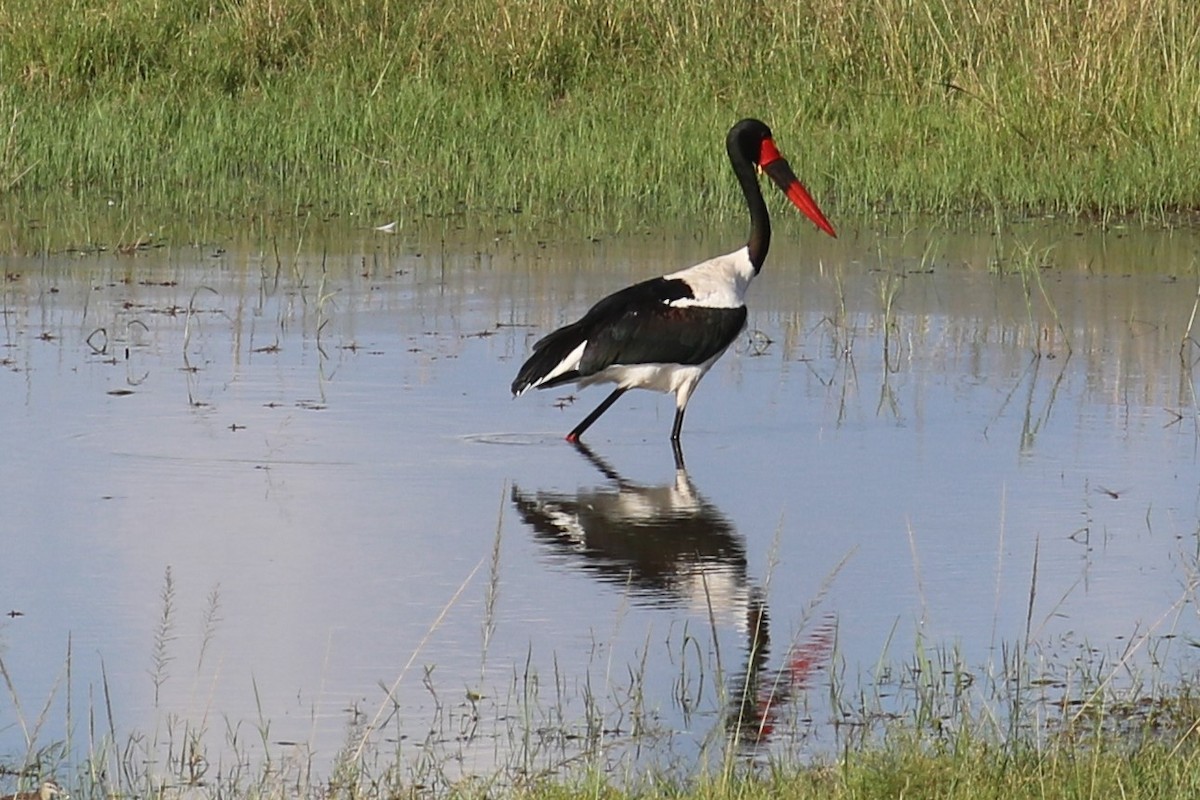 Saddle-billed Stork - ML639031948