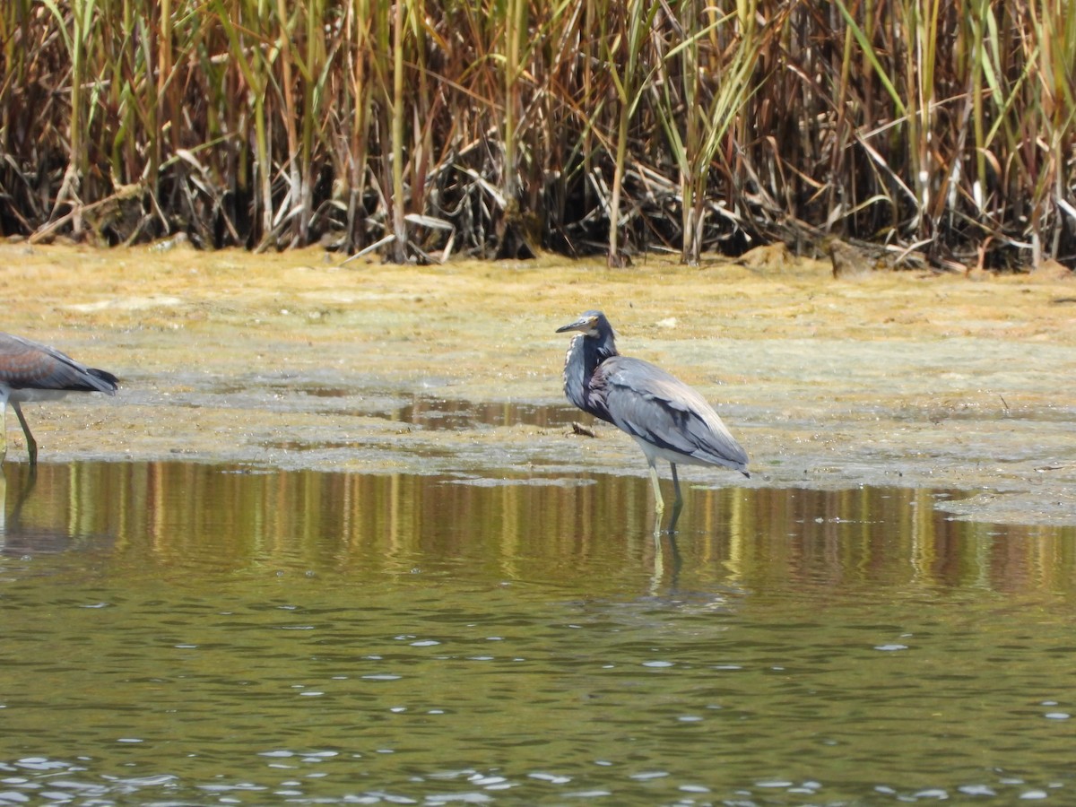 Tricolored Heron - ML639031951