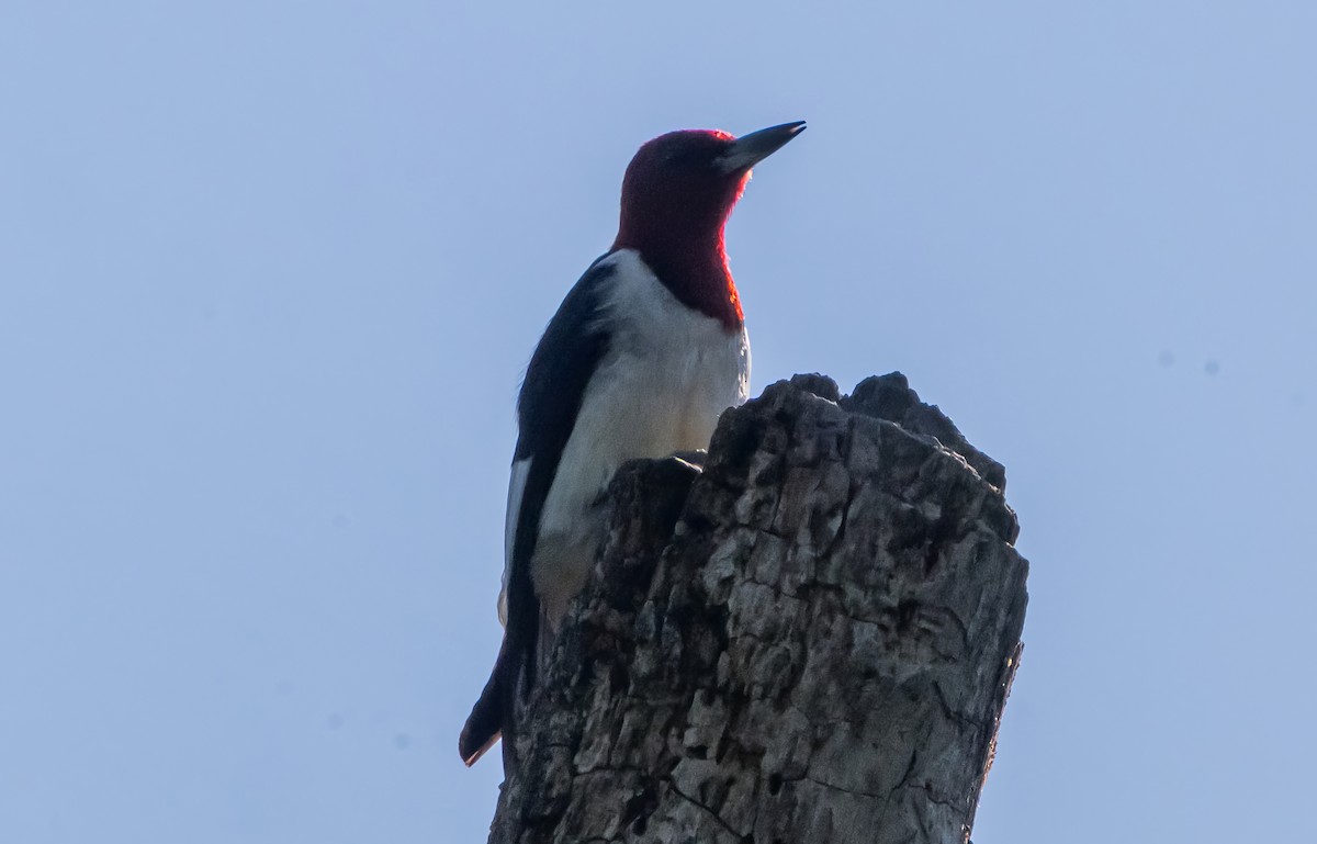 Red-headed Woodpecker - ML639031957