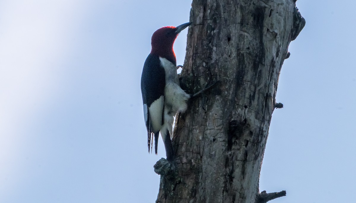 Red-headed Woodpecker - ML639031959