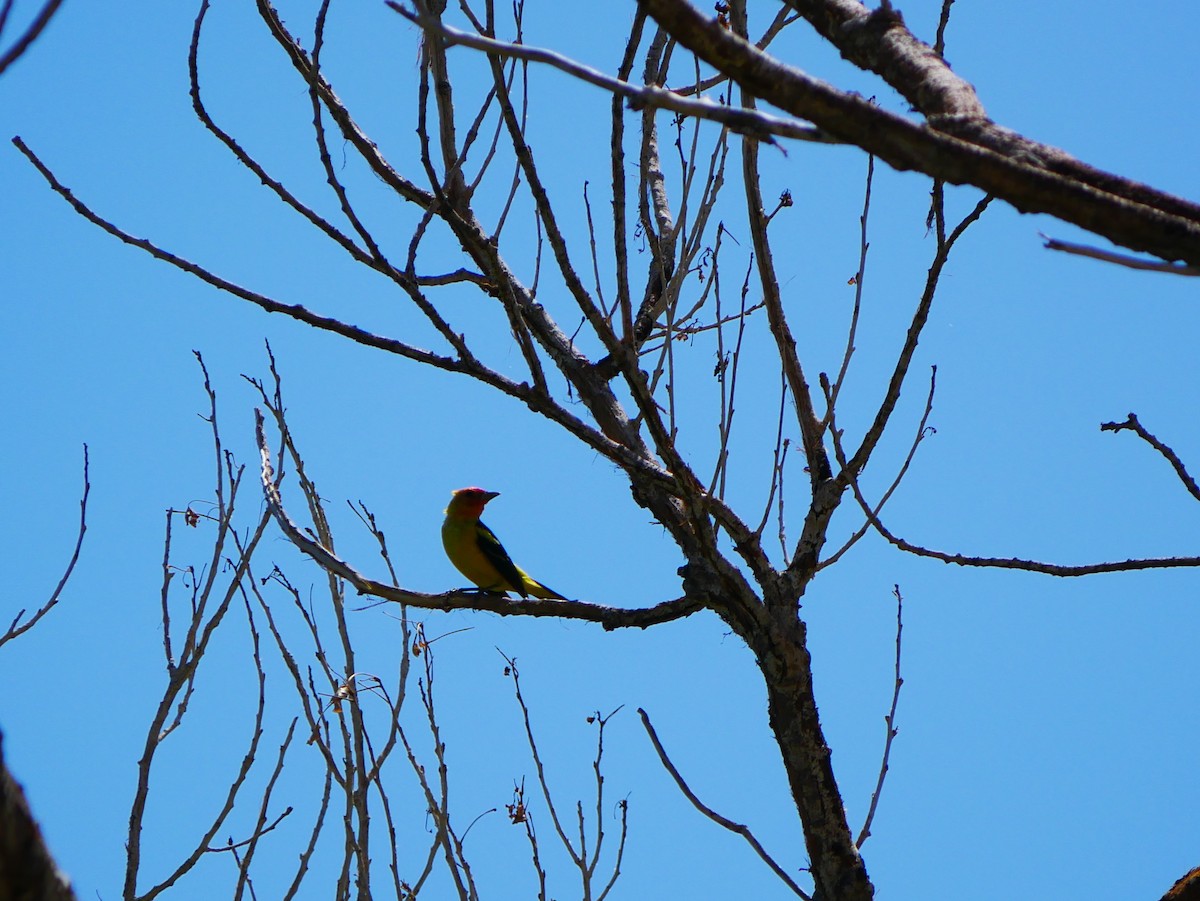 Western Tanager - ML639031960