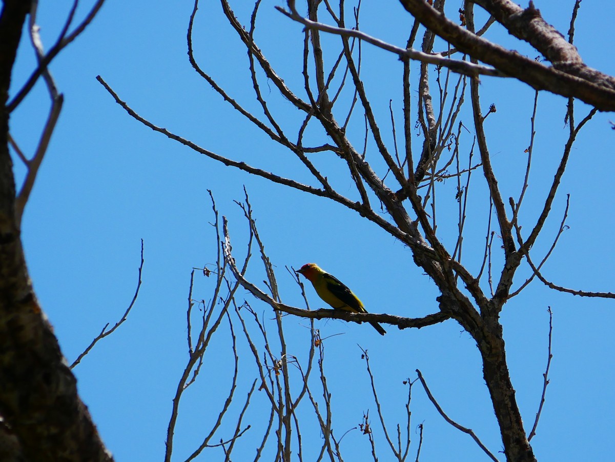 Western Tanager - ML639031961