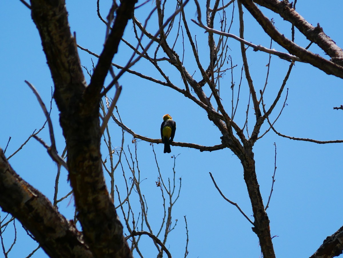 Western Tanager - ML639031962