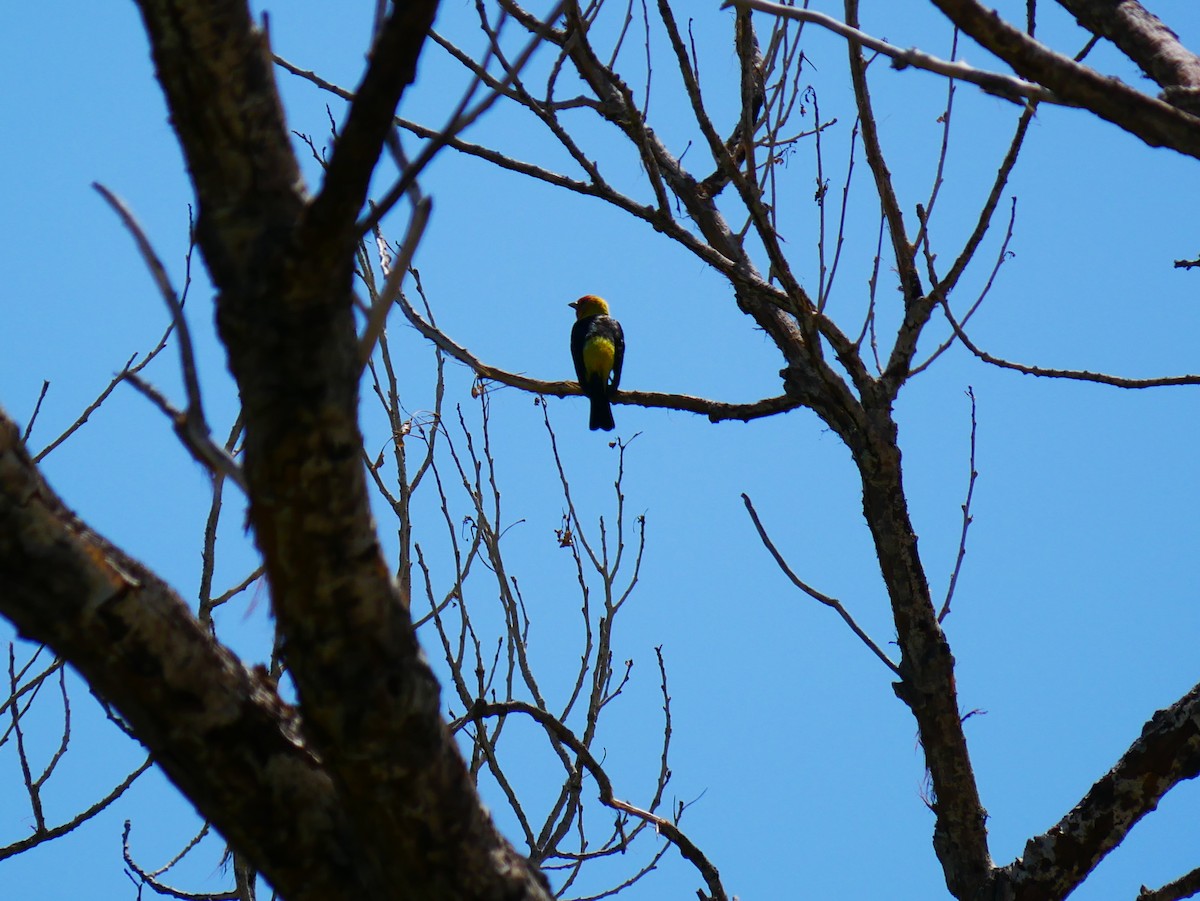 Western Tanager - ML639031963