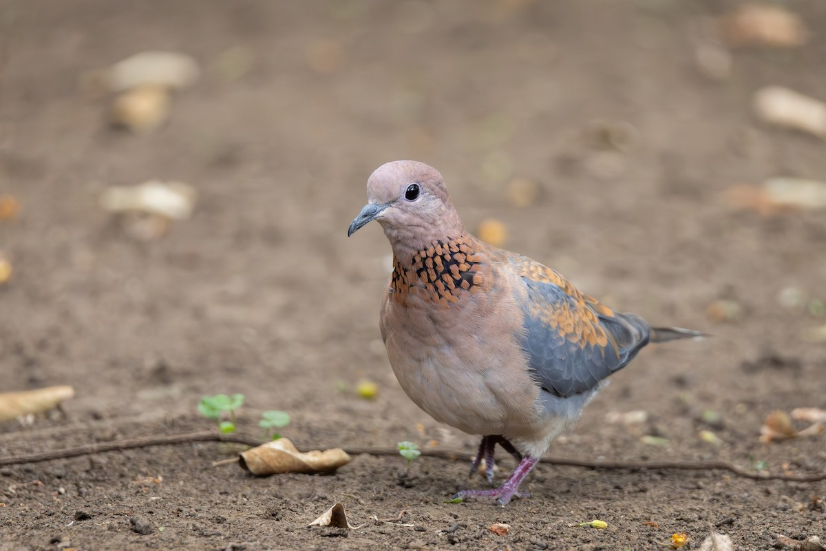 Laughing Dove - ML639031964