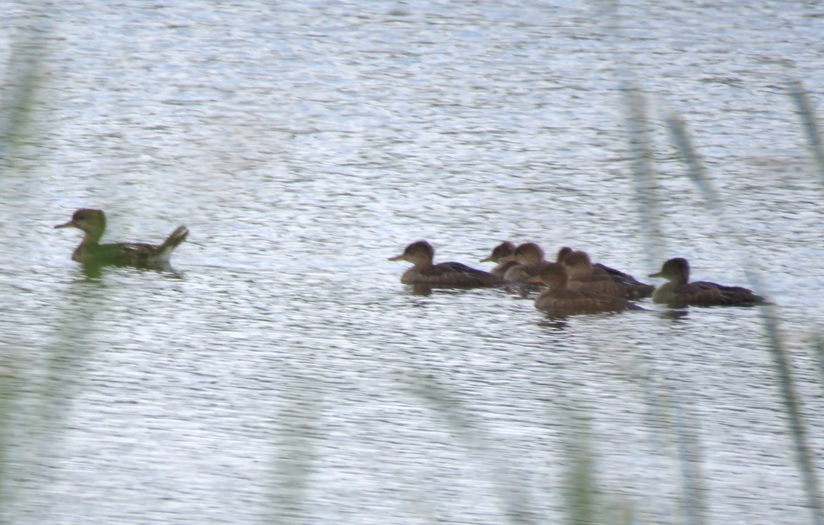 Hooded Merganser - ML639031965