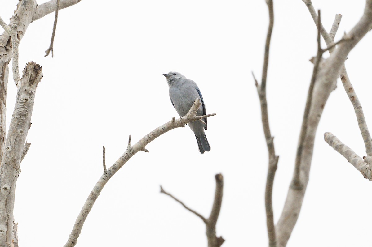 Blue-gray Tanager - ML639031968