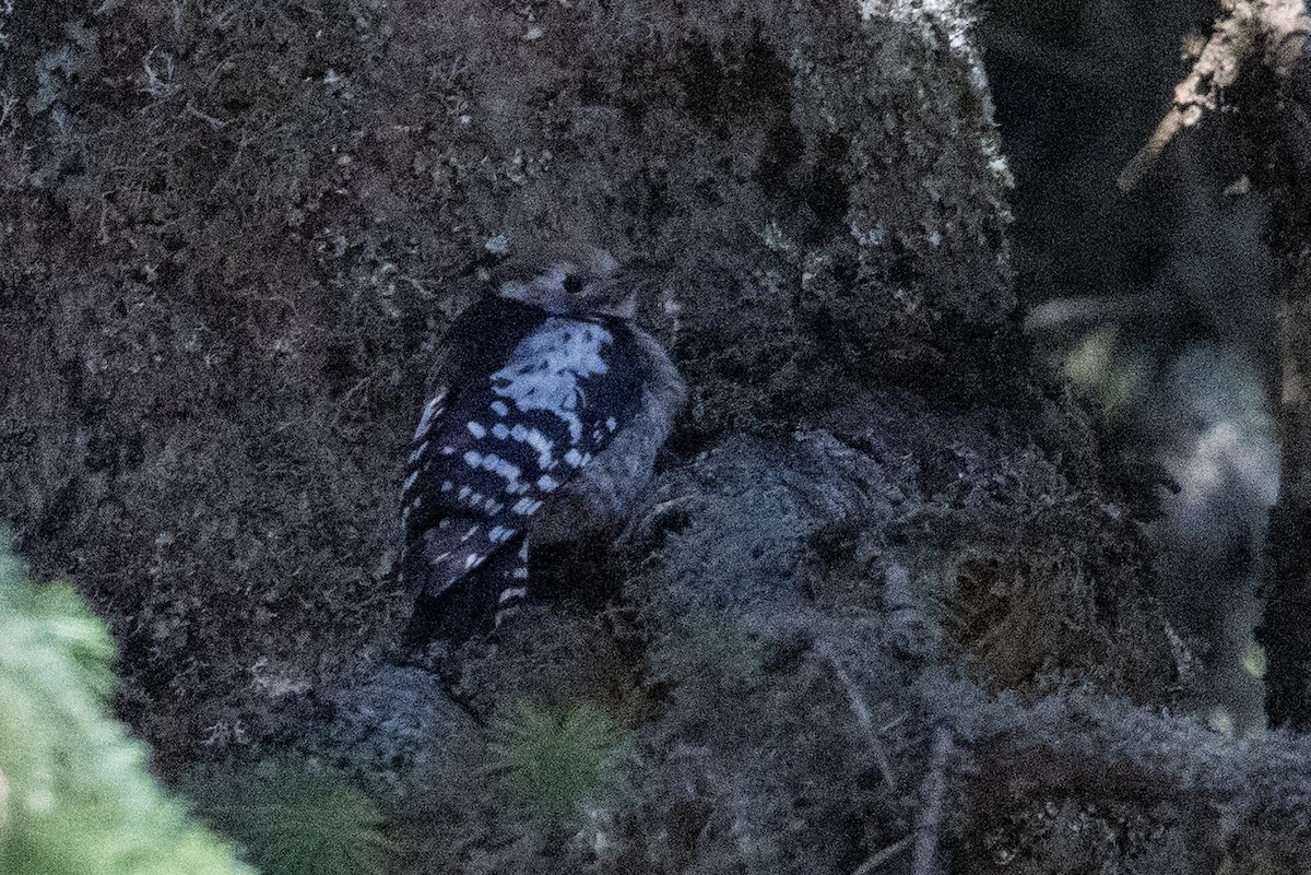 Middle Spotted Woodpecker - ML639031970