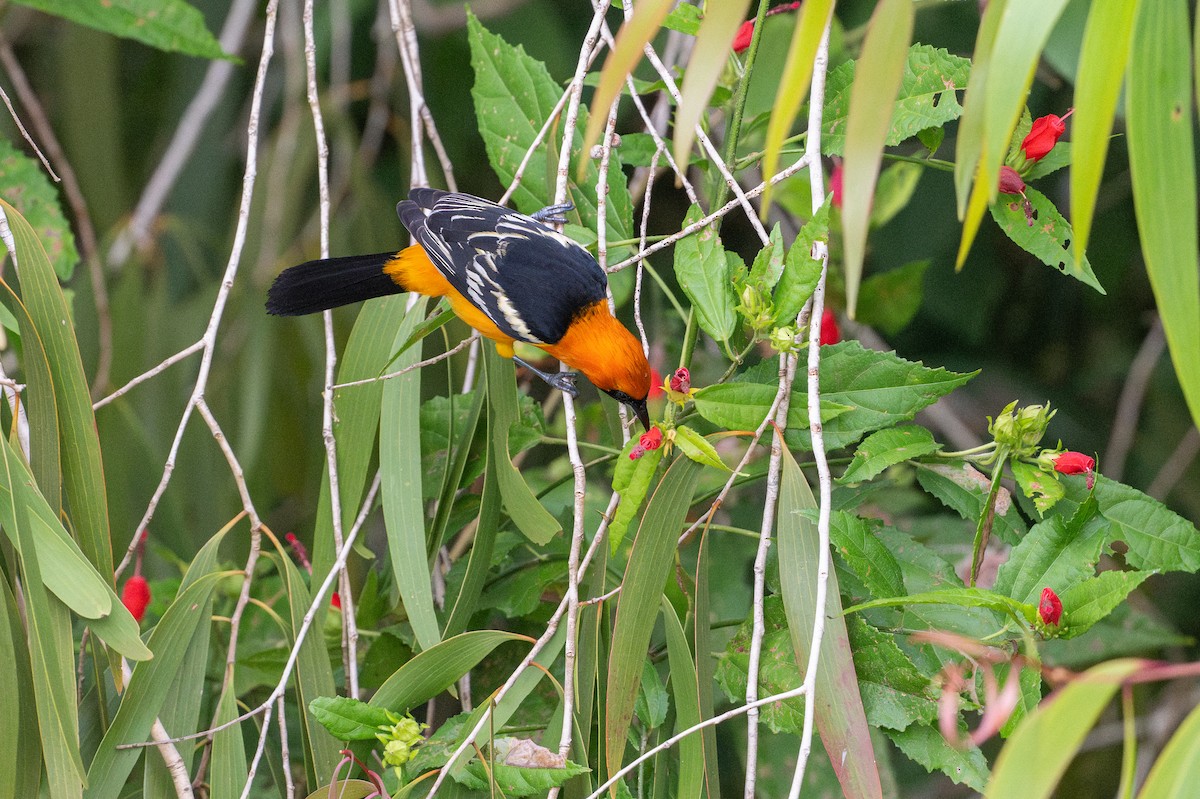 Hooded Oriole - ML639031972