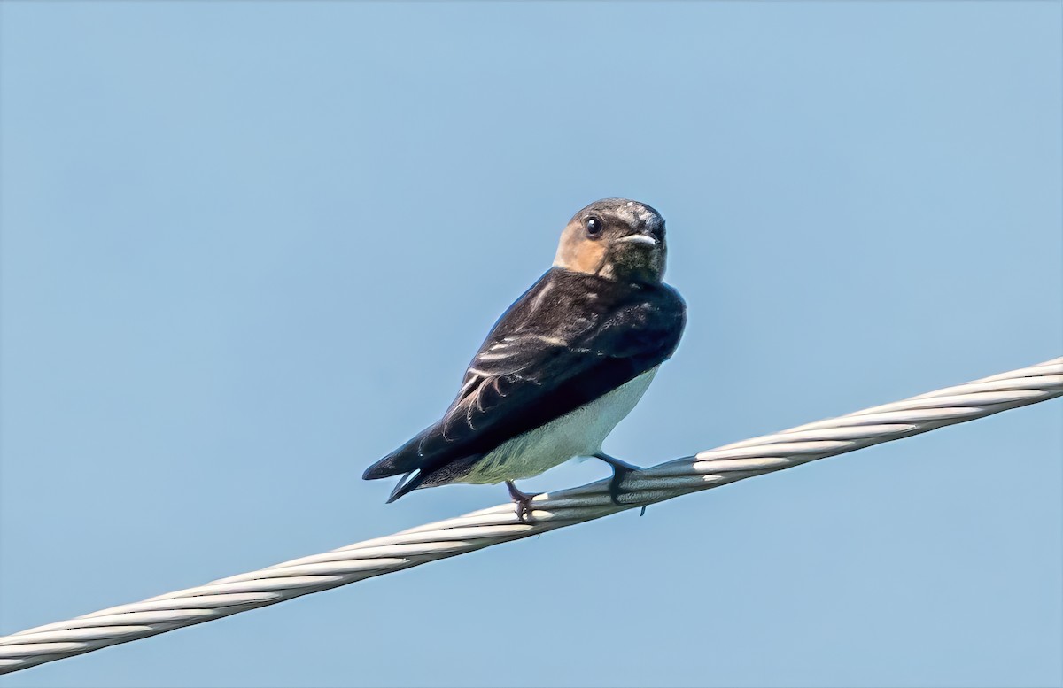 Cliff Swallow (pyrrhonota Group) - ML639031973