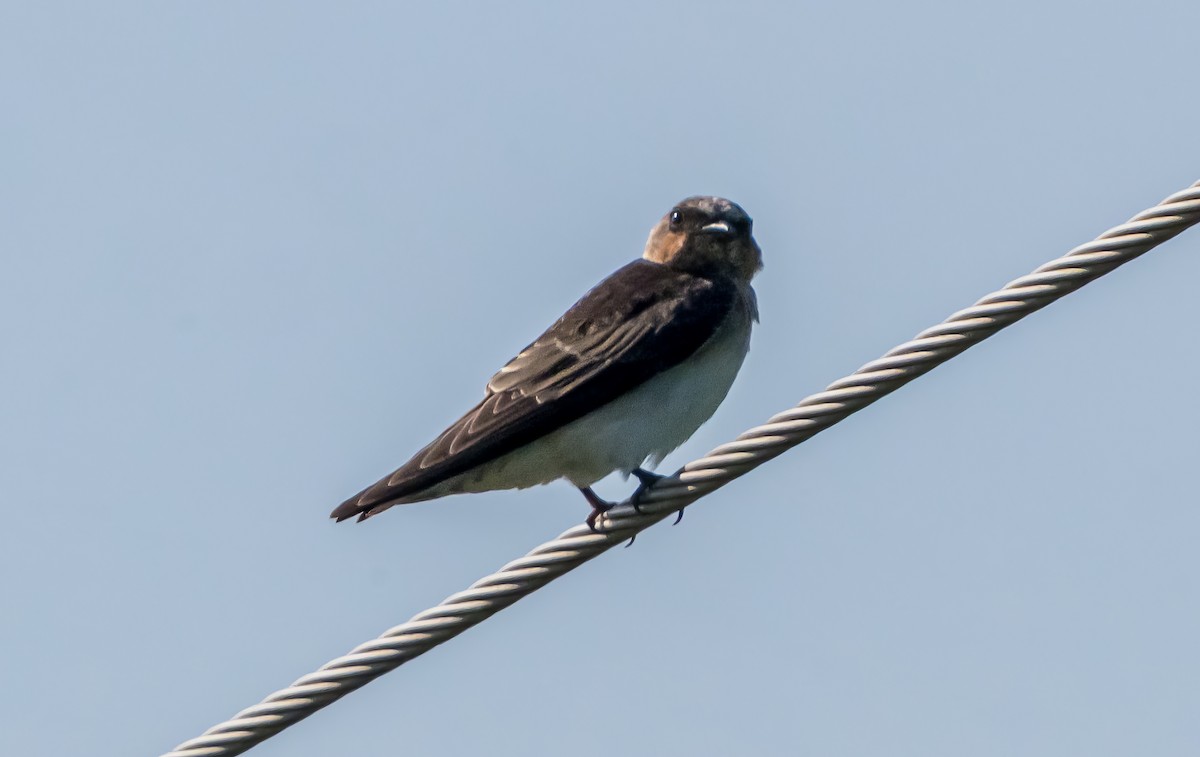 Cliff Swallow (pyrrhonota Group) - ML639031974