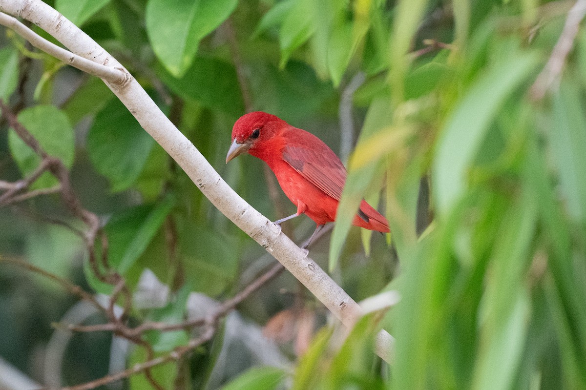 Summer Tanager - ML639031975