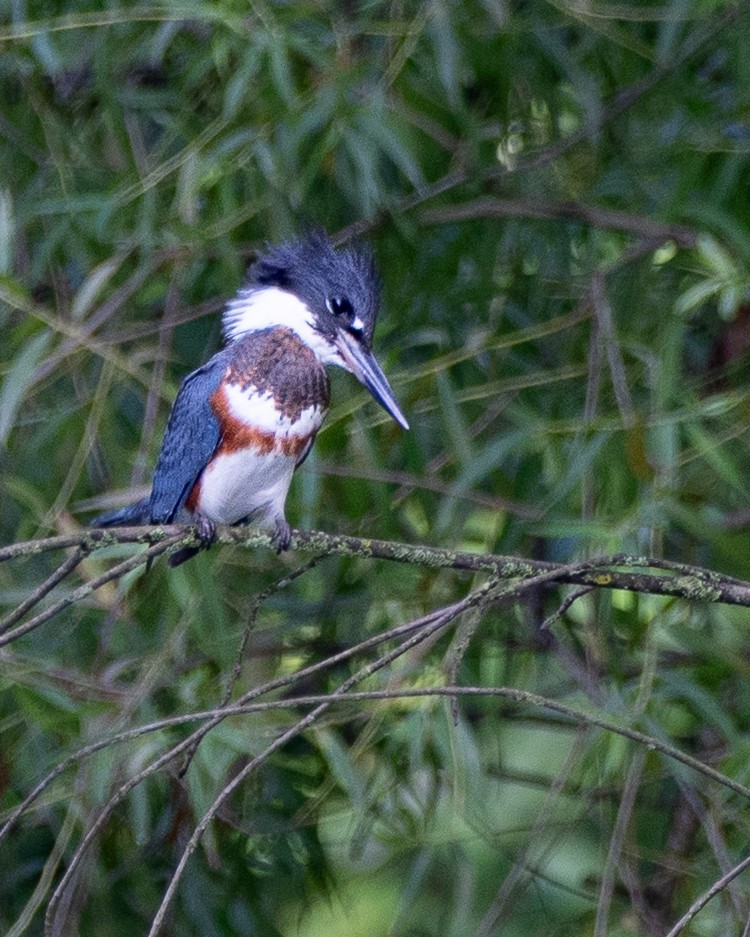 Belted Kingfisher - ML639031976