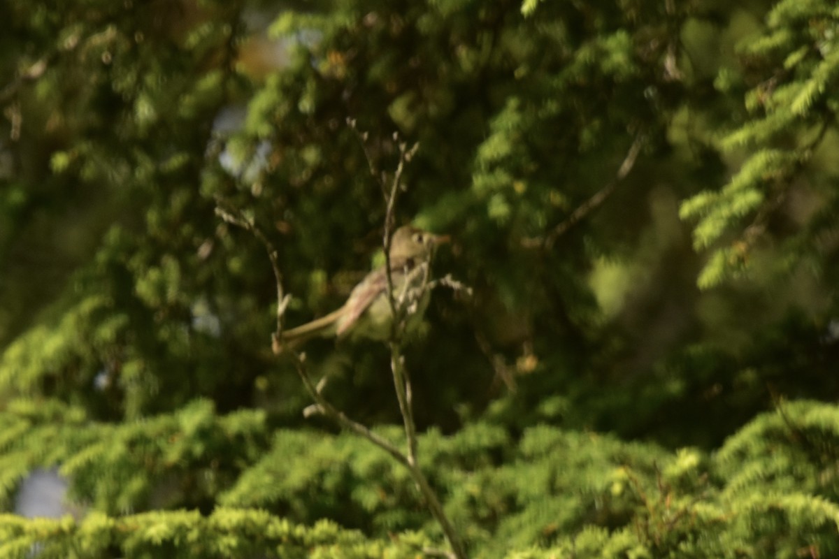 Western Flycatcher - ML639031981