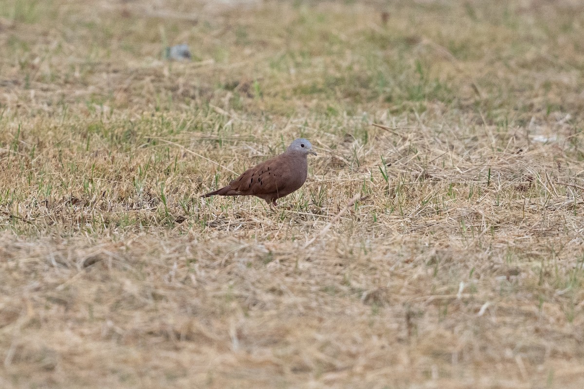 Ruddy Ground Dove - ML639031982