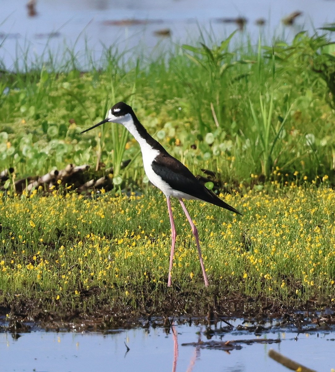 Black-necked Stilt - ML639031983