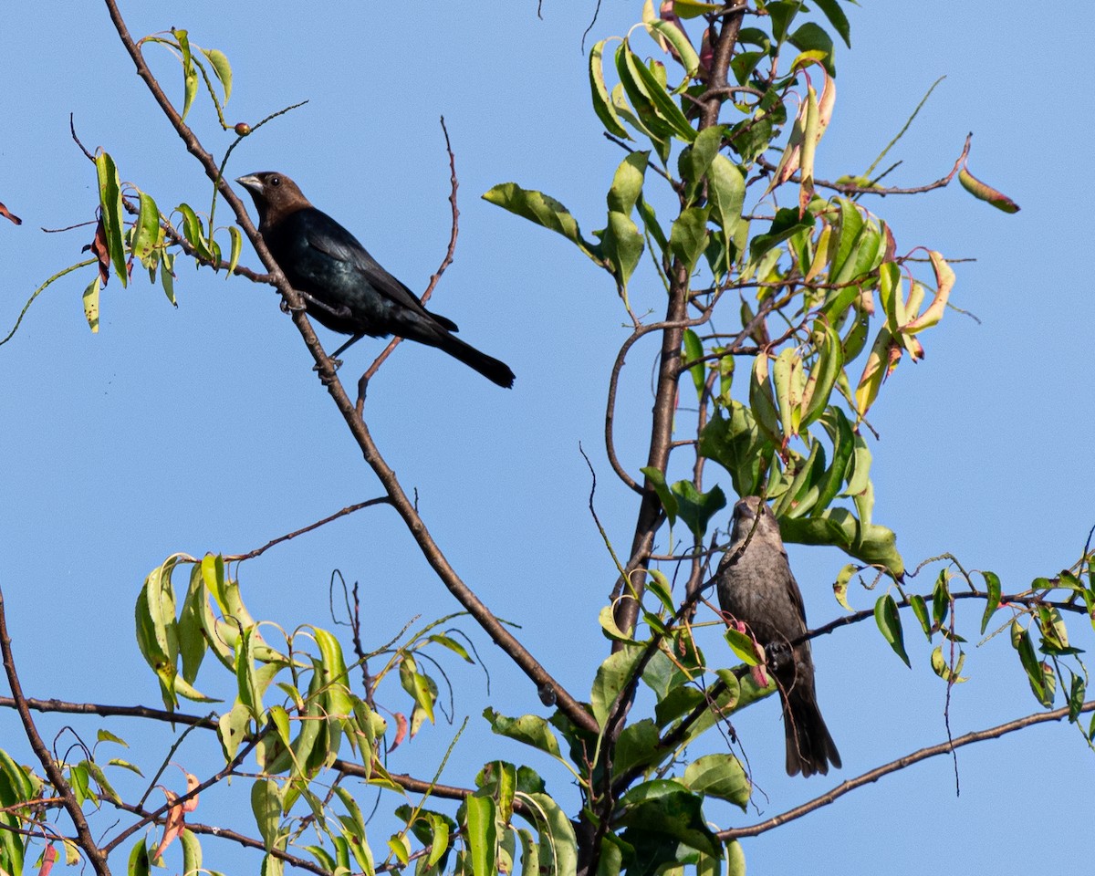 Brown-headed Cowbird - ML639031985