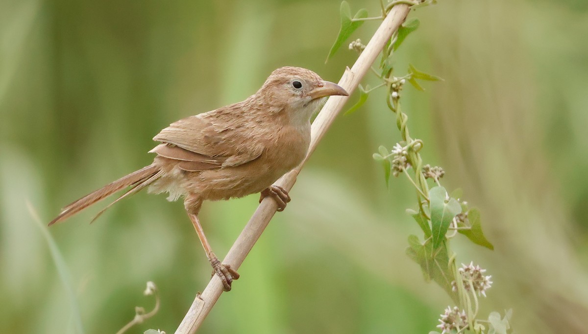 Iraq Babbler - ML639031986