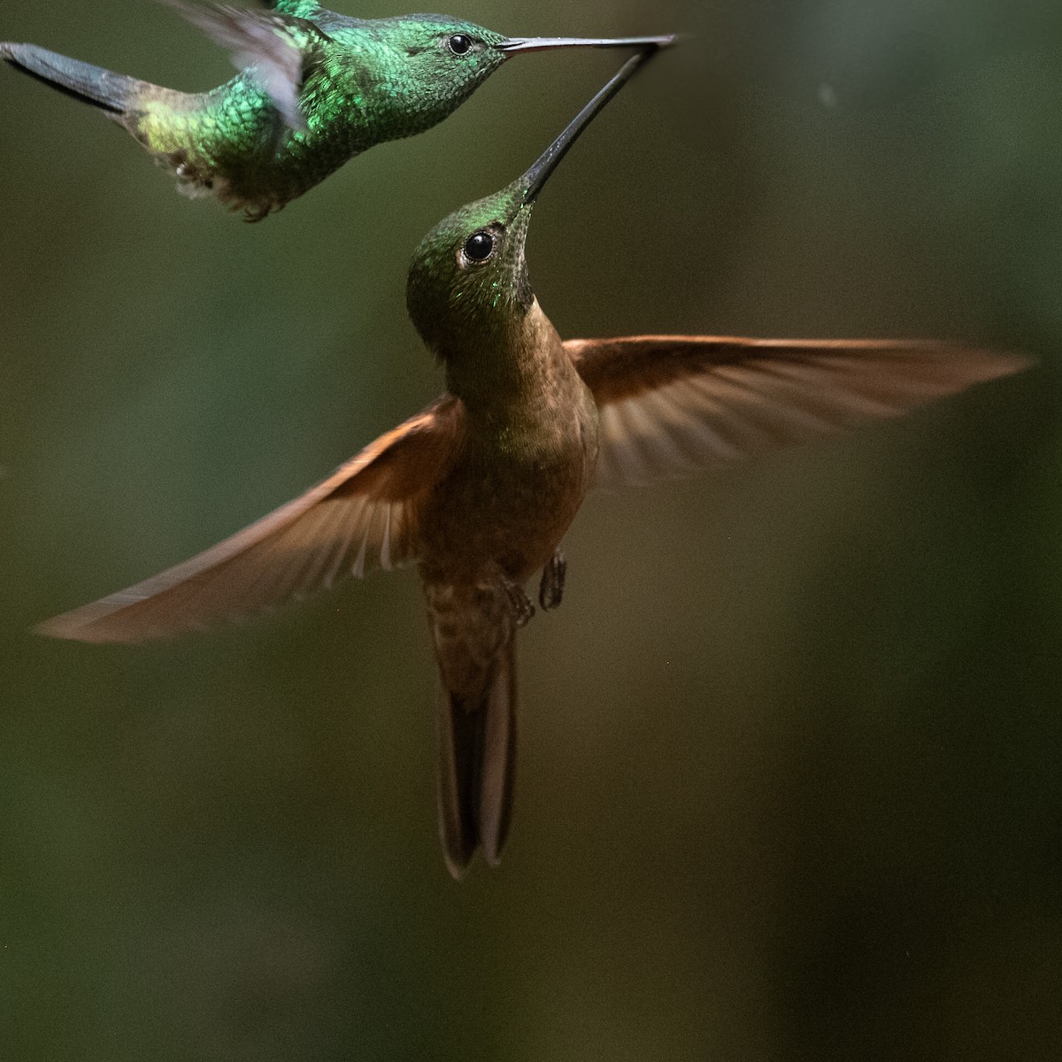Fawn-breasted Brilliant - ML639032064