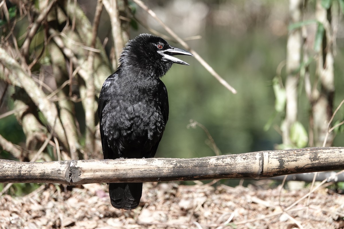 Cuban Crow - ML639032067
