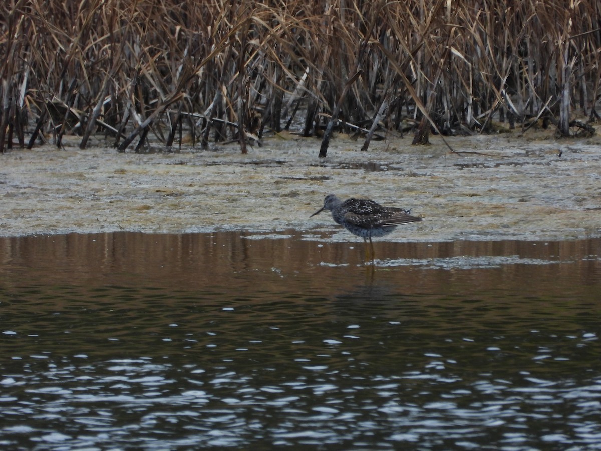 Greater Yellowlegs - ML639032097