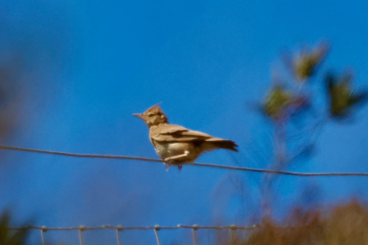 Crested Lark (Crested) - ML639032104