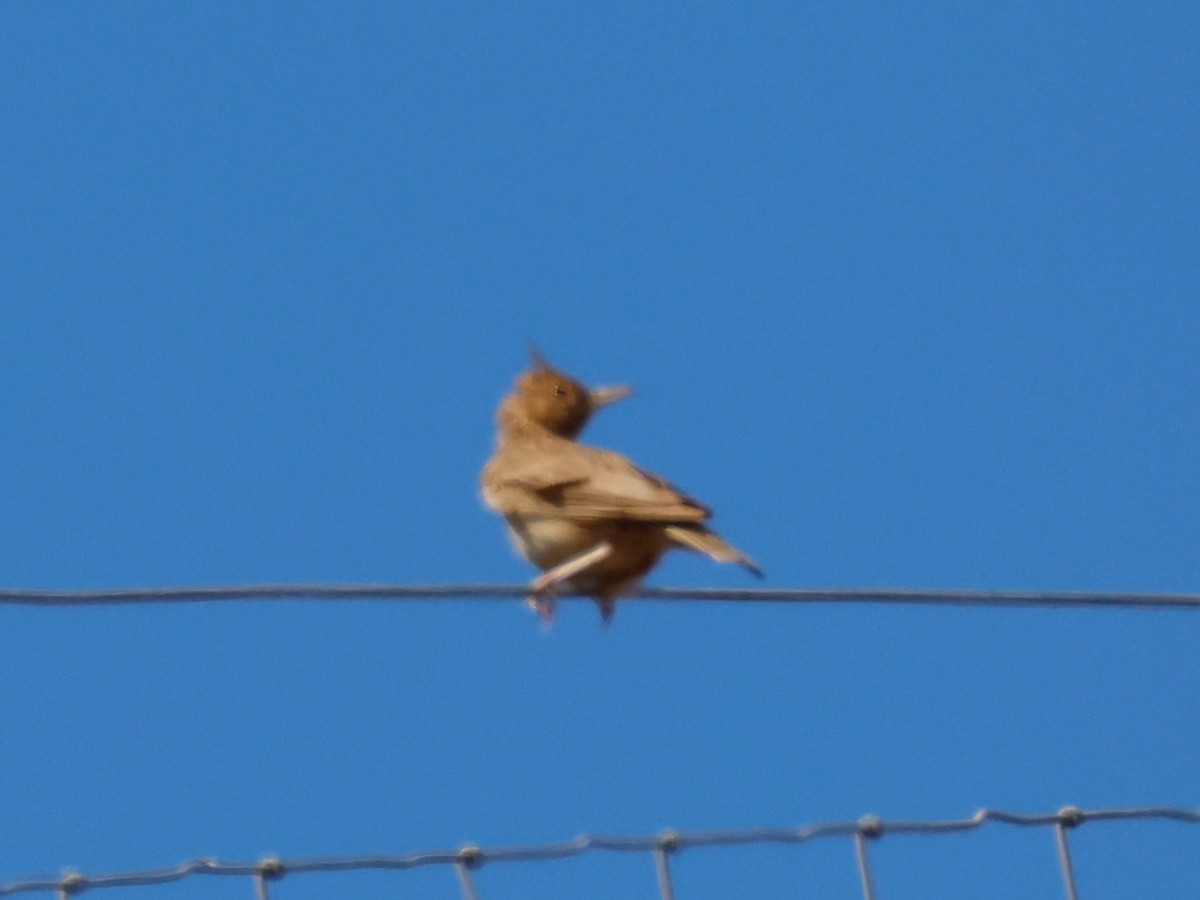 Crested Lark (Crested) - ML639032105