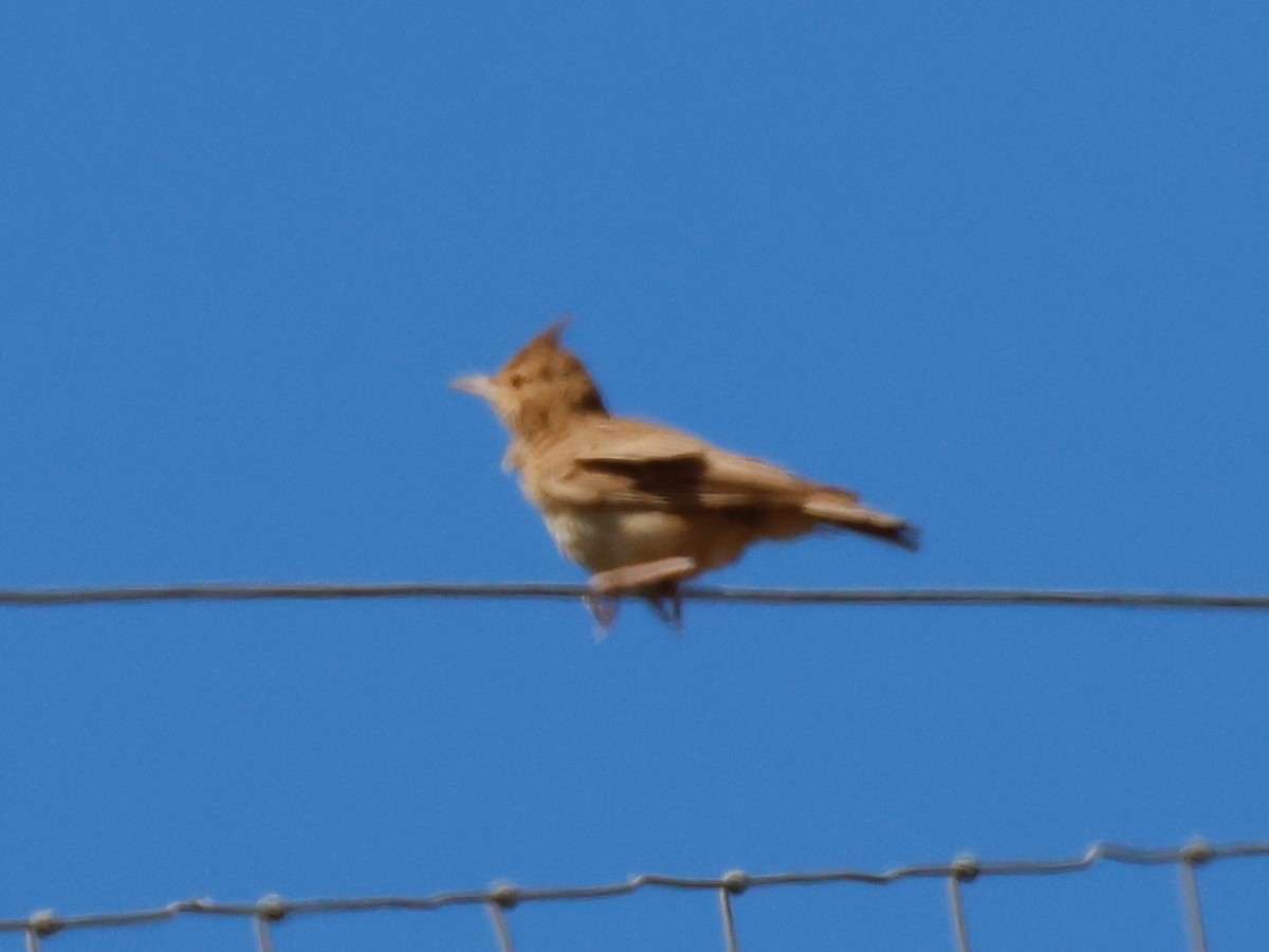 topplerke (cristata gr.) - ML639032106