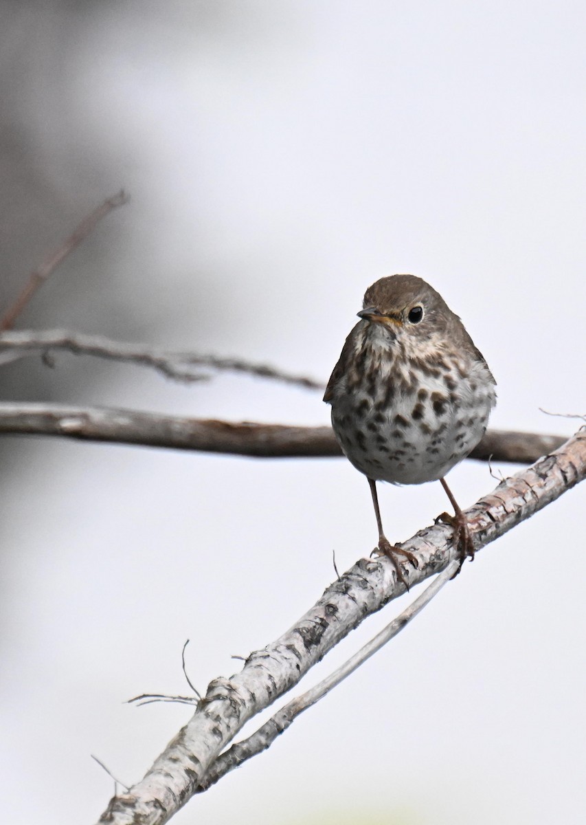 Hermit Thrush - ML639032108