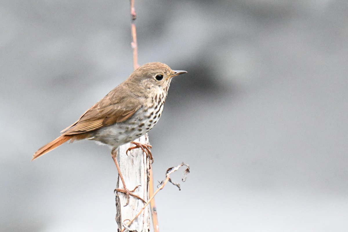 Hermit Thrush - ML639032109