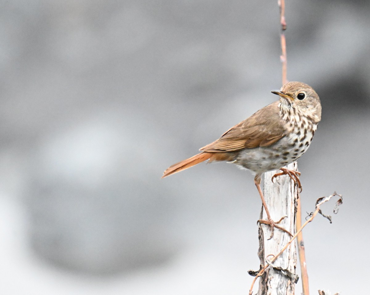 Hermit Thrush - ML639032110